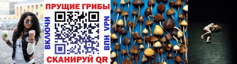 Галлюциногенные грибы Magic Shrooms  продажа наркотиков  Павлово 